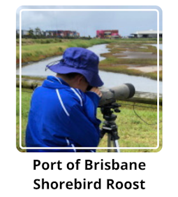 Port of Brisbane - Shorebird Roost.png